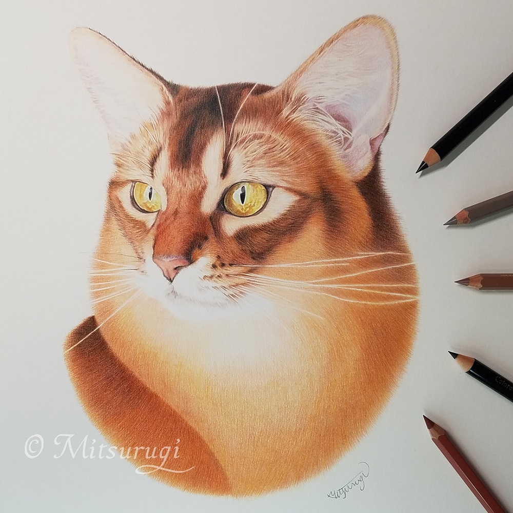 猫　色鉛筆画　肖像画　ソマリ